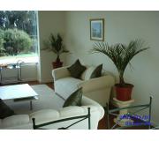 Palma Chilena 50 a 70 cms